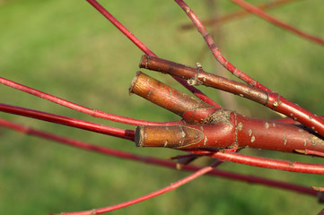 Dieback of shoots  dogwood after cutting hedge - obrazy, fototapety, plakaty