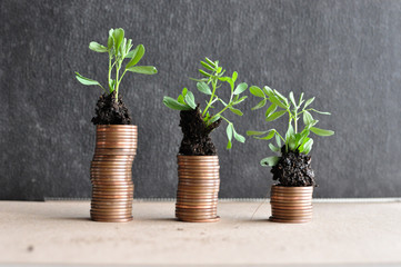 coins with young plants in soil. Money growth concept.