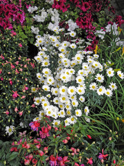 Florart 2015., colourful flowers, Zagreb, Croatia, Europe, 1