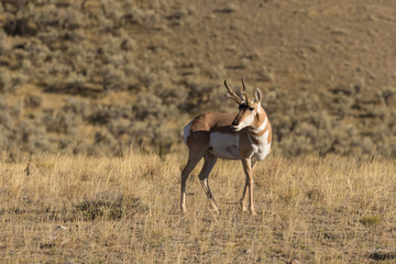 Pronghorn Antelope Buck