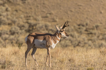 Naklejka na ściany i meble Pronghorn Antelope Buck