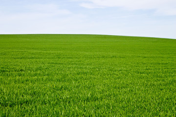 Background of green grass and sky