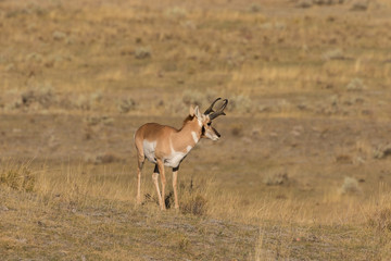 Pronghorn Antelope Buck