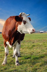 Naklejka na ściany i meble cow on a rural pasture