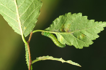 Caterpillar on a leaf elm - obrazy, fototapety, plakaty