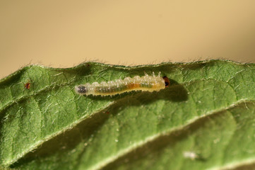 Caterpillar on a leaf - obrazy, fototapety, plakaty