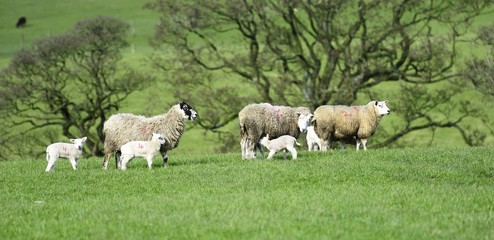 Mums and the new lambs