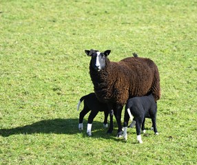 Rare breed Balwen Welsh Lambs