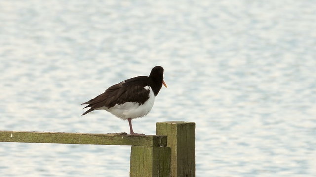 Eurasian oystercatcher (Haematopus ostralegus) preening on a wooden perching post.