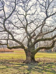 Mystic tree in forrest