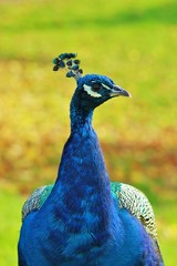 Fototapeta premium Peacock