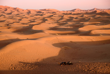 Camels at the dunes, Morocco, Sahara Desert - 106630226