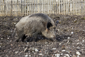 Wildschwein beim graben