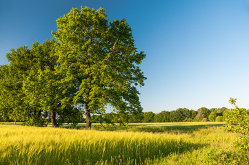 Sommerlandschaft, alte Eichen inmitten heranwachsender Getreidefelder, Ackerbau, Landwirtschaft, blauer Himmel, Gerste, Quercus, Hordeum vulgare - 106630650