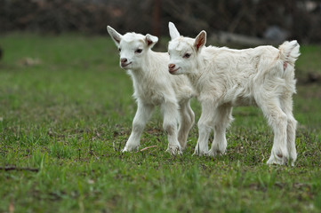Naklejka na ściany i meble Two little goats on a greed grass
