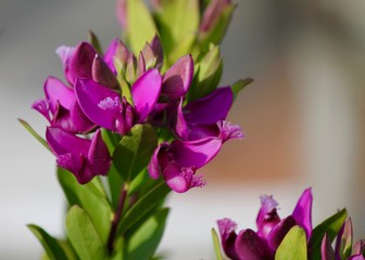 Fiori viola