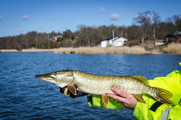 Sea pike portrait