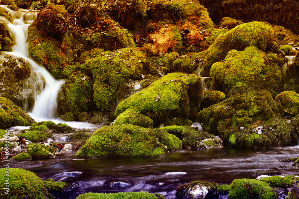 Canvas Prints mountain stream among the mossy stones