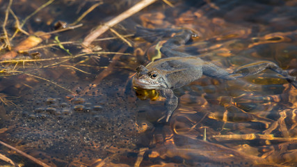 Moorfrosch Weibchen (Rana arvalis) mit Laich