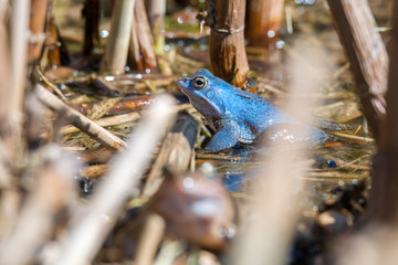 Obraz premium Moorfrosch (Rana arvalis) in blauer Färbung zur Paarungszeit