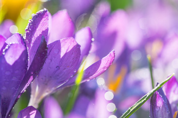 Violette Krokusblüten im Gegenlicht