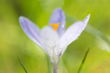 Obraz premium Krokus im Frühling