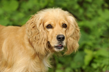 Obraz premium Cocker Spaniel