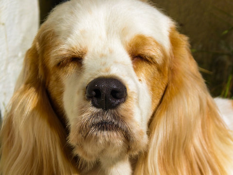sleepy dog