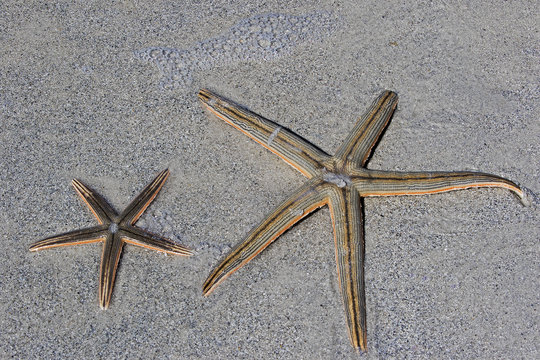Two Sea Star (Starfish) washed up on a Gulf Coast beach
