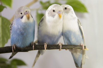 three small parrots sitting on tree branch