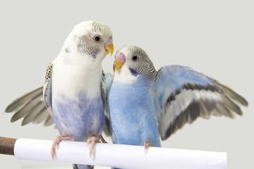 small parrots sitting on tree branch