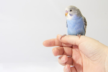 the small blue wavy parrot sit  on a palm
