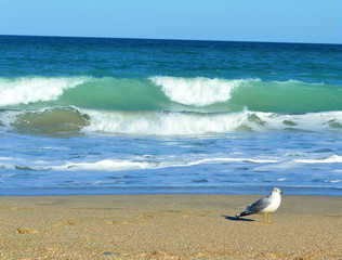 Seagull and blue ocean waves