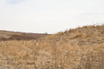 Fototapeta premium Field of early spring.