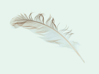 blue feather