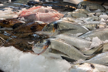 Raw fresh gilt-head bream   fish