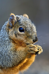 Obraz premium Eastern Gray Squirrel (Sciurus carolinensis)