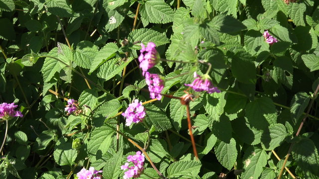 Gulf Fritillary butterfly feeds on lantana flowers