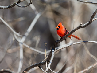The male Northern Cardinal is a perfect combination of familiarity, conspicuousness, and style: a shade of red you can’t take your eyes off.