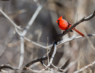 The male Northern Cardinal is a perfect combination of familiarity, conspicuousness, and style: a shade of red you can&rsquo;t take your eyes off.