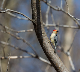 Red Breasted woodpecker feeding in a forest in Quebec.The red-bellied woodpecker is a medium-sized woodpecker. It breeds in southern Canada, northeastern Mexico, and the northeastern United States.