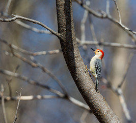 Red Breasted woodpecker feeding in a forest in Quebec.The red-bellied woodpecker is a medium-sized woodpecker. It breeds in southern Canada, northeastern Mexico, and the northeastern United States.