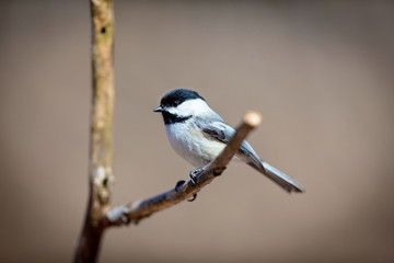 Widely considered cute thanks to its oversized round head, tiny body, and curiosity about everything, including humans. The chickadee black cap and bib; white cheeks gray back, wings, and tail
