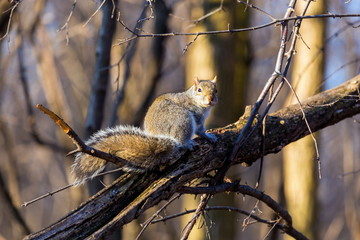 Grey Squirrel in a forest in Quebec Canada. Perched high in a tree watching for a chance of a free peanut.