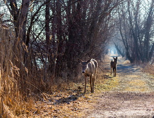 The white-tailed deer, also known as the whitetail, is a medium-sized deer native to the United States, Canada, Mexico, Central America, and South America 