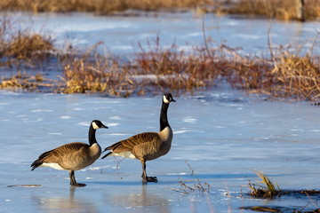 The Canada goose is a large wild goose species with a black head and neck, white patches on the face, and a brown body. Native to arctic and temperate regions of North America.
