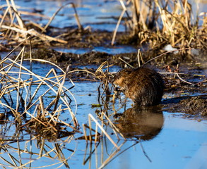 Groundhog Day is a traditional holiday celebrated on February 2. According to folklore, if it is cloudy when a groundhog emerges from its burrow on this day, then the spring season will arrive early.