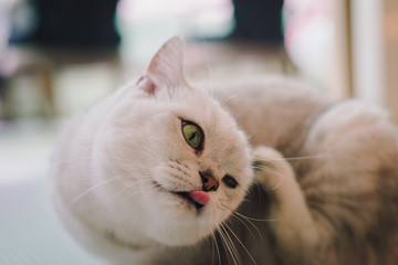 A portraiture of a cat in the room filled with soft light and use a soft focus. Relax and comfort.