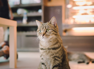 A portraiture of a cat in the room filled with soft light and use a soft focus. Relax and comfort.