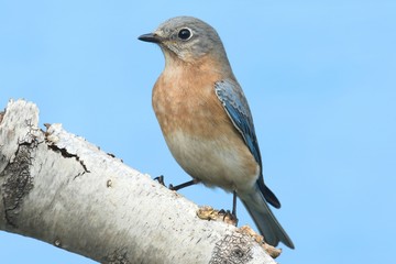 Female Eastern Bluebird (Sialia sialis)